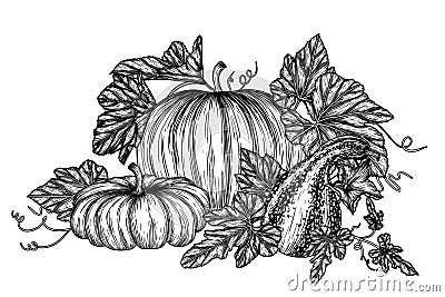 Vector illustration of a bush of 3 different pumpkins Vector Illustration